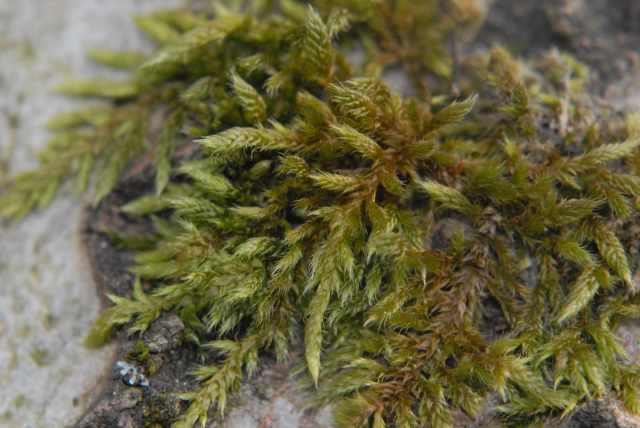 Hypnum cupressiforme, Gewoon klauwtjesmos, een zeer algemeen mos op de bodem, op steen en op bomen